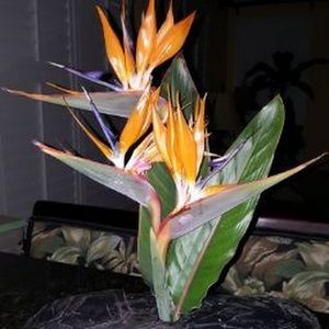 Meet your Posher, Anne c